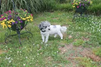 Romeo (blue Merle parti), a male Maltipoo and Maltese for sale in Russellville, KY – 5 of 5