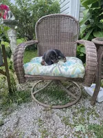 Doug, a male Miniature Dachshund for sale in Russellville, KY – 4 of 9
