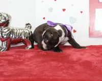 Bubbles, a female Boston Terrier for sale in Russellville, KY – Photo 3 of 5