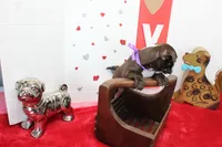 Bubbles, a female Boston Terrier for sale in Russellville, KY – Photo 5 of 5