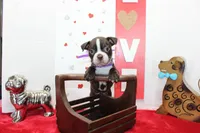 Bubbles, a female Boston Terrier for sale in Russellville, KY – Photo 1 of 5