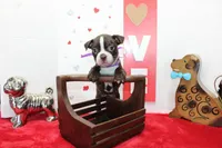 Bubbles, a female Boston Terrier for sale in Russellville, KY – Photo 4 of 5