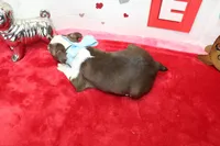 Bobby, a male Boston Terrier for sale in Russellville, KY – Photo 6 of 6