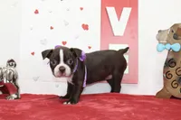 Bubbles, a female Boston Terrier for sale in Russellville, KY – Photo 2 of 5