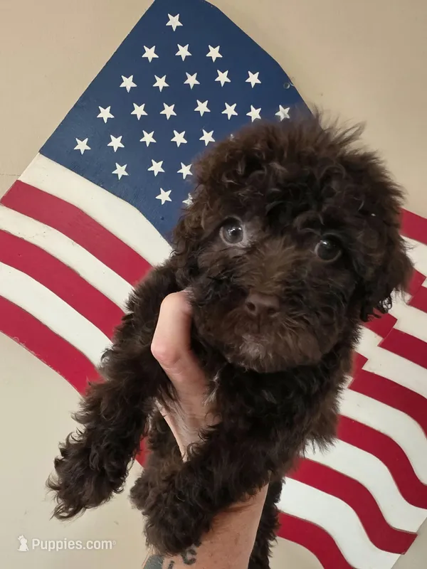 Brownie – Yorkipoo, Yorkshire Terrier puppy for sale in Russellville, KY