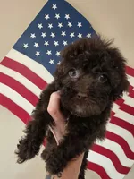 Brownie, a female Yorkipoo and Yorkshire Terrier for sale in Russellville, KY – 2 of 7