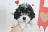 Pookie, a female Yorkipoo and Yorkshire Terrier for sale in Russellville, KY – 5 of 6