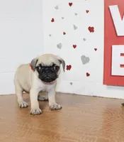 Pugetta, a female Pug for sale in Russellville, KY – 2 of 7