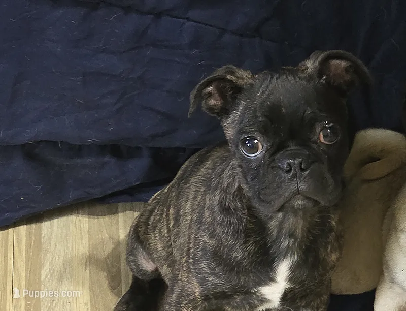 Tank – Boston Terrier, Pug puppy for sale in Russellville, KY