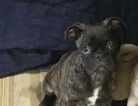 Tank, a male Boston Terrier and Pug for sale in Russellville, KY – 1 of 2