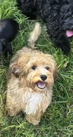 Puppers, a male Cockapoo and Poodle - Toy  for sale in Russellville, KY – 2 of 5