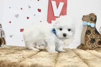 Casper, a male Maltipoo and Maltese for sale in Russellville, KY – 4 of 5