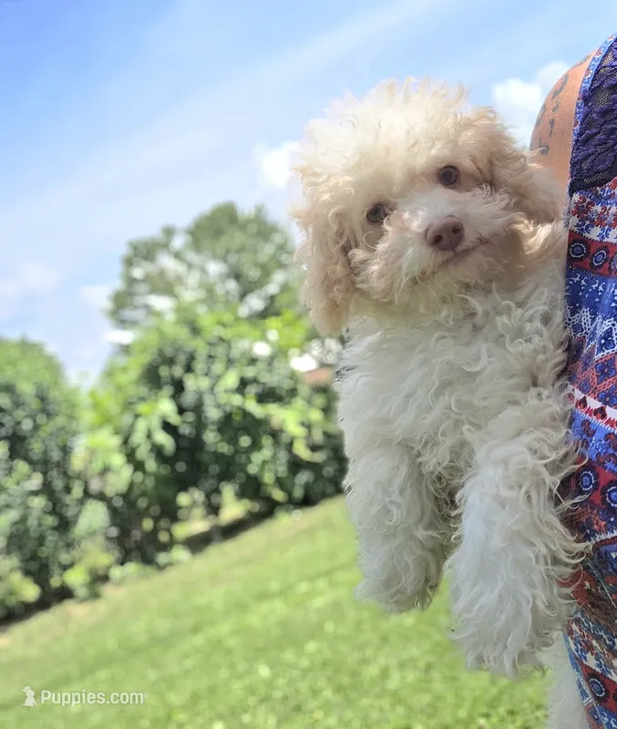 Tiny Tim toy size green eyes – Poodle - Toy , Miniature Aussiedoodle puppy for sale in Russellville, KY