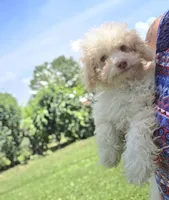 Tiny Tim toy size green eyes, a male Poodle - Toy  and Miniature Aussiedoodle for sale in Russellville, KY – 1 of 10