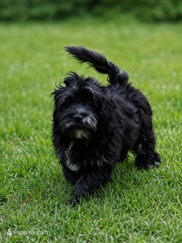 Stella – Cockapoo, Poodle - Toy  puppy for sale in Russellville, KY