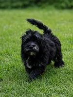 Stella, a female Cockapoo and Poodle - Toy  for sale in Russellville, KY – 2 of 3