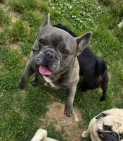 Fendi, a female French Bulldog for sale in Russellville, KY – 6 of 8