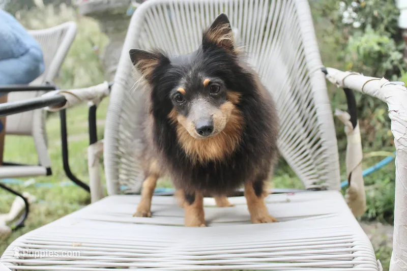 Willie – Pomeranian puppy for sale in Russellville, KY