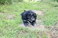 Stella (merel), a female Cockapoo and Poodle - Toy  for sale in Russellville, KY – 6 of 7