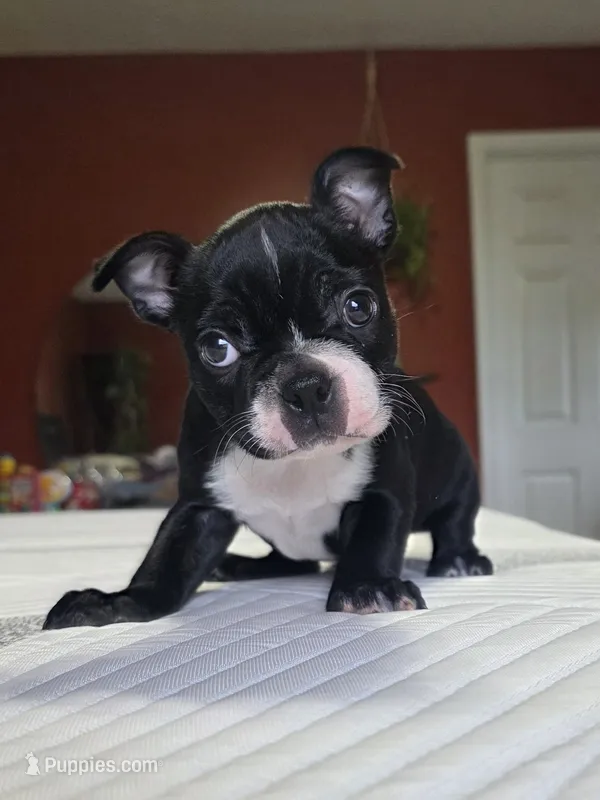 Bossy – Boston Terrier puppy for sale in Russellville, KY