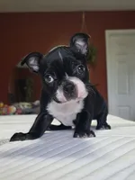 Bossy, a female Boston Terrier for sale in Russellville, KY – 1 of 7