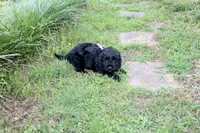 Onyx, a female Cockapoo and Poodle - Toy  for sale in Russellville, KY – 4 of 7