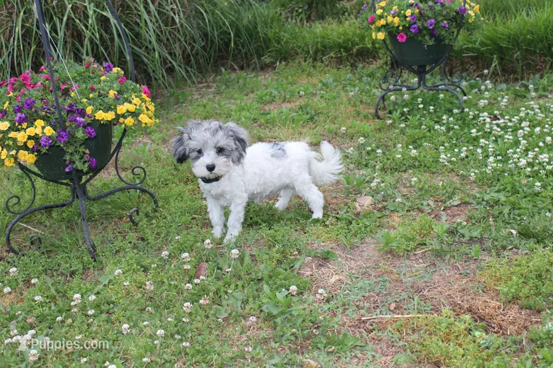 Romeo (blue Merle parti) – Maltipoo, Maltese puppy for sale in Russellville, KY