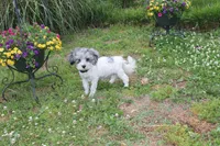 Romeo (blue Merle parti), a male Maltipoo and Maltese for sale in Russellville, KY – 4 of 5