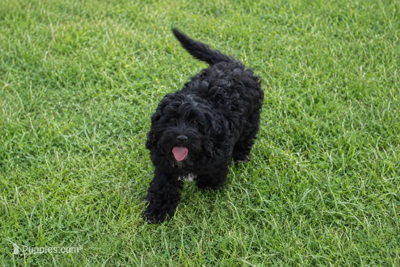 Onyx – Cockapoo, Poodle - Toy  puppy for sale in Russellville, KY