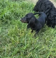 Weiner Dan, a male Miniature Dachshund for sale in Russellville, KY – 7 of 8