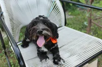 Stella, a female Cockapoo and Cocker Spaniel for sale in Russellville, KY – 5 of 9