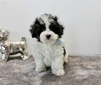 Cooper, a male Maltipoo and Maltese for sale in Russellville, KY – Photo 5 of 6