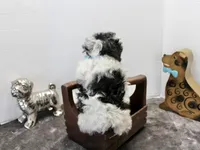 Cooper, a male Maltipoo and Maltese for sale in Russellville, KY – Photo 2 of 6