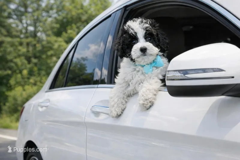Cooper – Maltipoo, Maltese puppy for sale in Russellville, KY