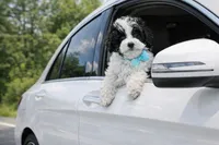 Cooper, a male Maltipoo and Maltese for sale in Russellville, KY – Photo 1 of 7