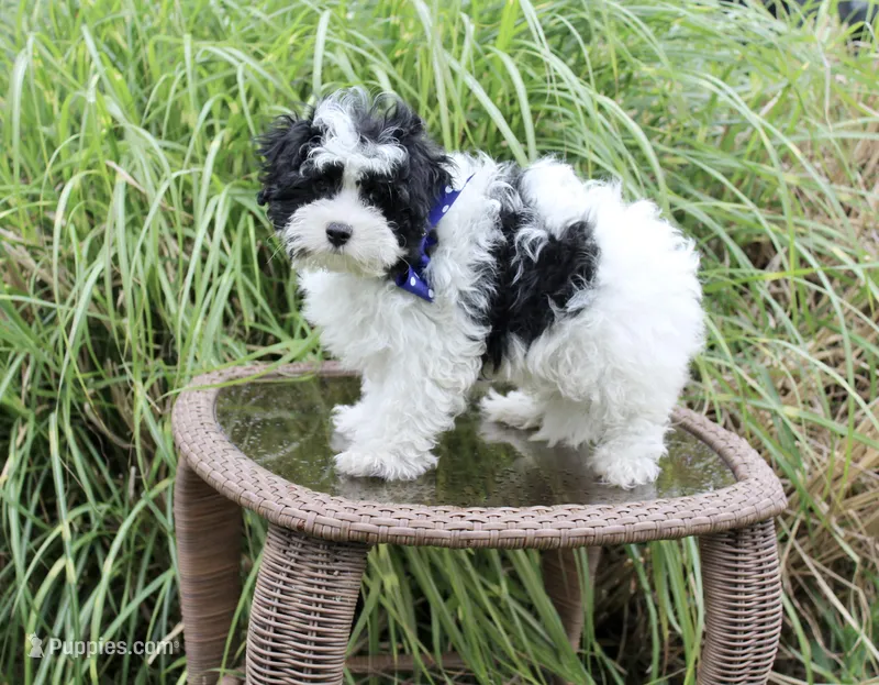 Cooper – Maltipoo, Maltese puppy on hold in Russellville, KY