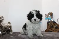 Cooper, a male Maltipoo and Maltese for sale in Russellville, KY – Photo 6 of 6