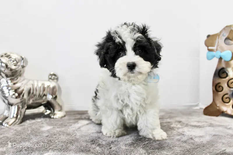 Cooper – Maltipoo, Maltese puppy for sale in Russellville, KY