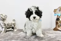 Cooper, a male Maltipoo and Maltese for sale in Russellville, KY – Photo 1 of 6