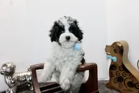 Cooper, a male Maltipoo and Maltese for sale in Russellville, KY – Photo 4 of 6