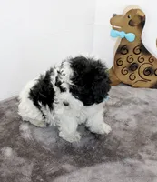 Cooper, a male Maltipoo and Maltese for sale in Russellville, KY – Photo 3 of 6