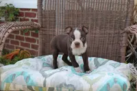 Bobby, a male Boston Terrier for sale in Russellville, KY – Photo 4 of 4