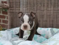 Bobby, a male Boston Terrier for sale in Russellville, KY – Photo 2 of 4