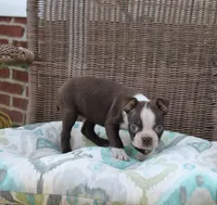 Bobby, a male Boston Terrier for sale in Russellville, KY – Photo 3 of 4