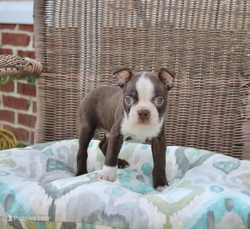 Bobby – Boston Terrier puppy for sale in Russellville, KY