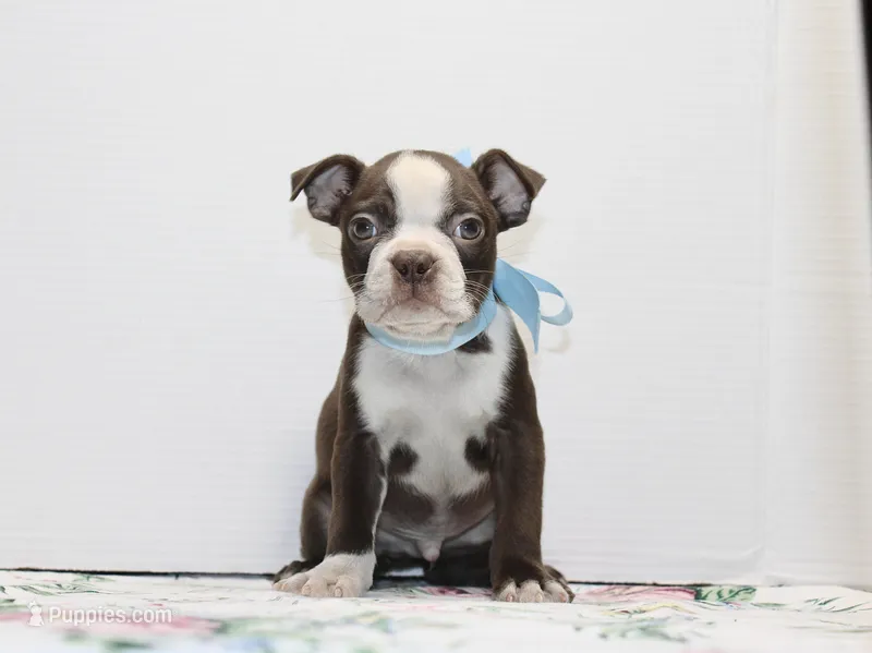 Bobby – Boston Terrier puppy for sale in Russellville, KY