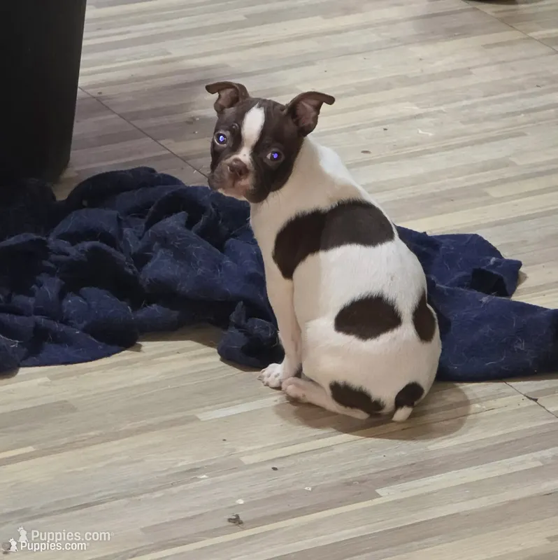 Speckles – Boston Terrier puppy for sale in Russellville, KY