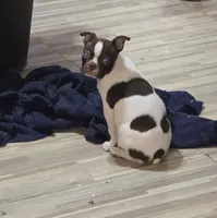 Speckles, a female Boston Terrier for sale in Russellville, KY – 4 of 4