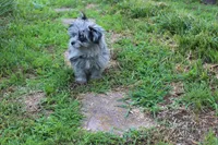 Beebee ,(blue eye), a female Pomeranian and Poodle - Toy  for sale in Russellville, KY – 8 of 9
