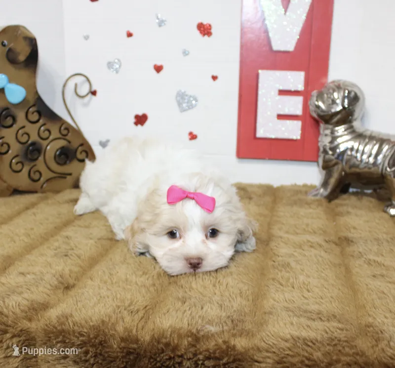 Queenie – Shihpoo, Shih Tzu puppy for sale in Russellville, KY